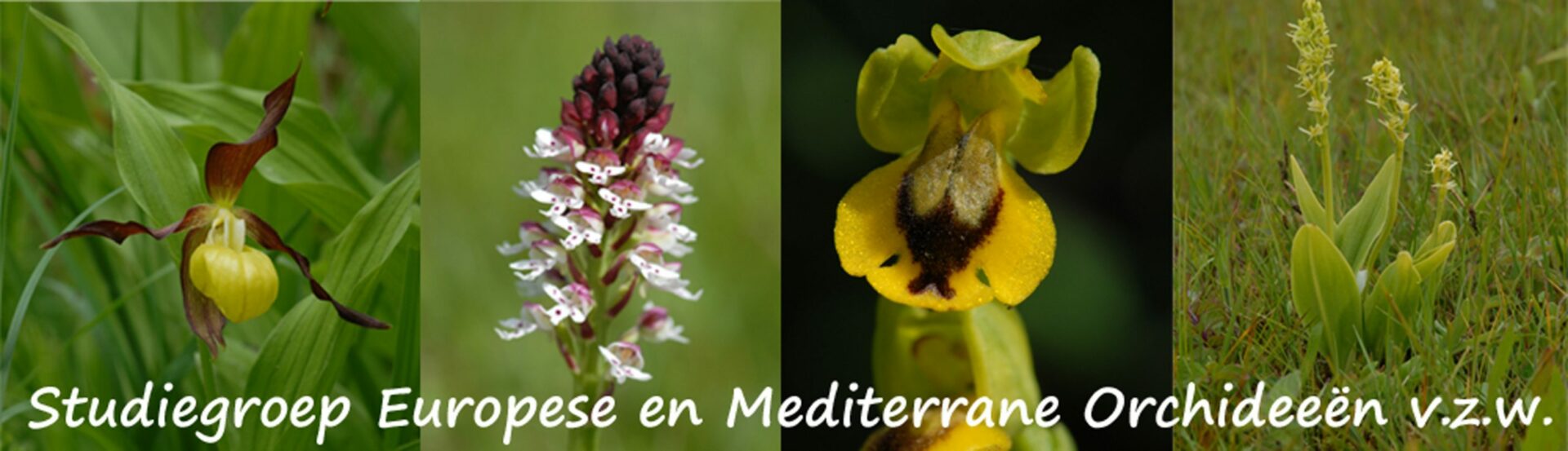 SEMO banner homepage