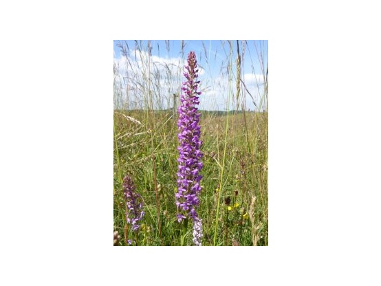 Lees meer over het artikel Project Gymnadenia