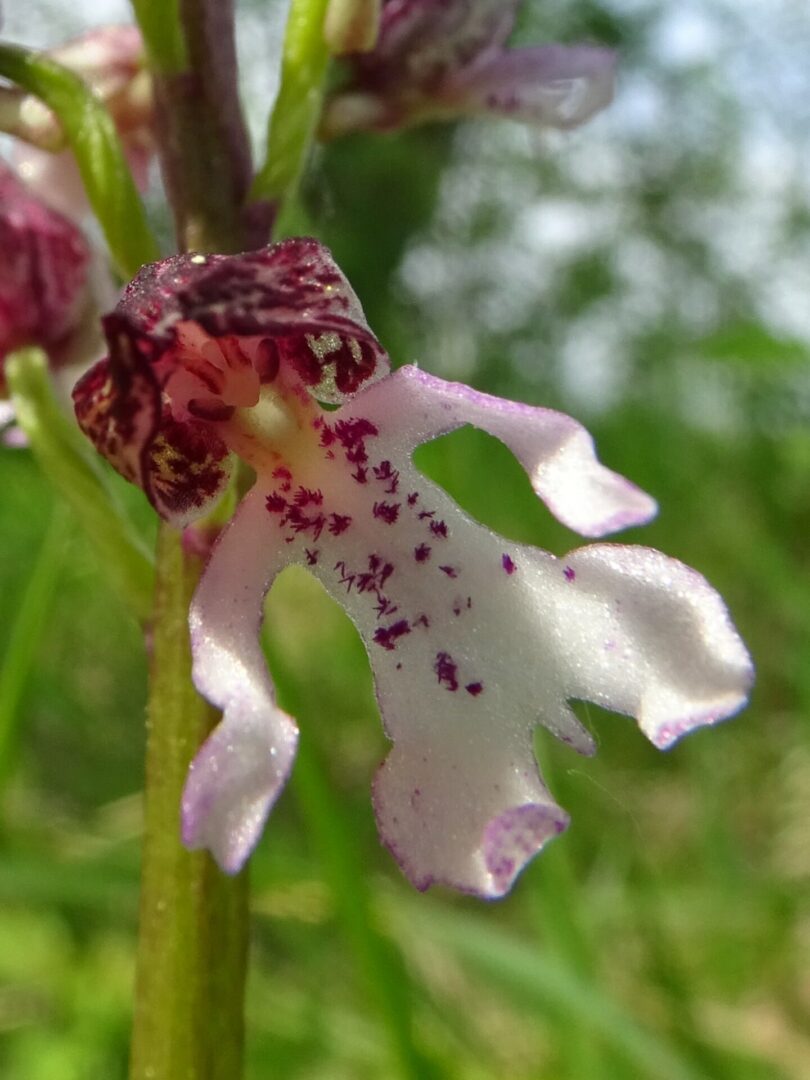 <i>Orchis x angusticruris</i>