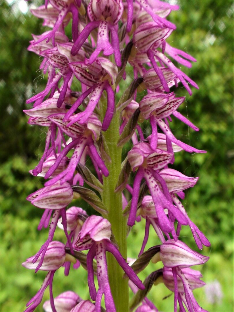 <i>Orchis x bergonii</i>