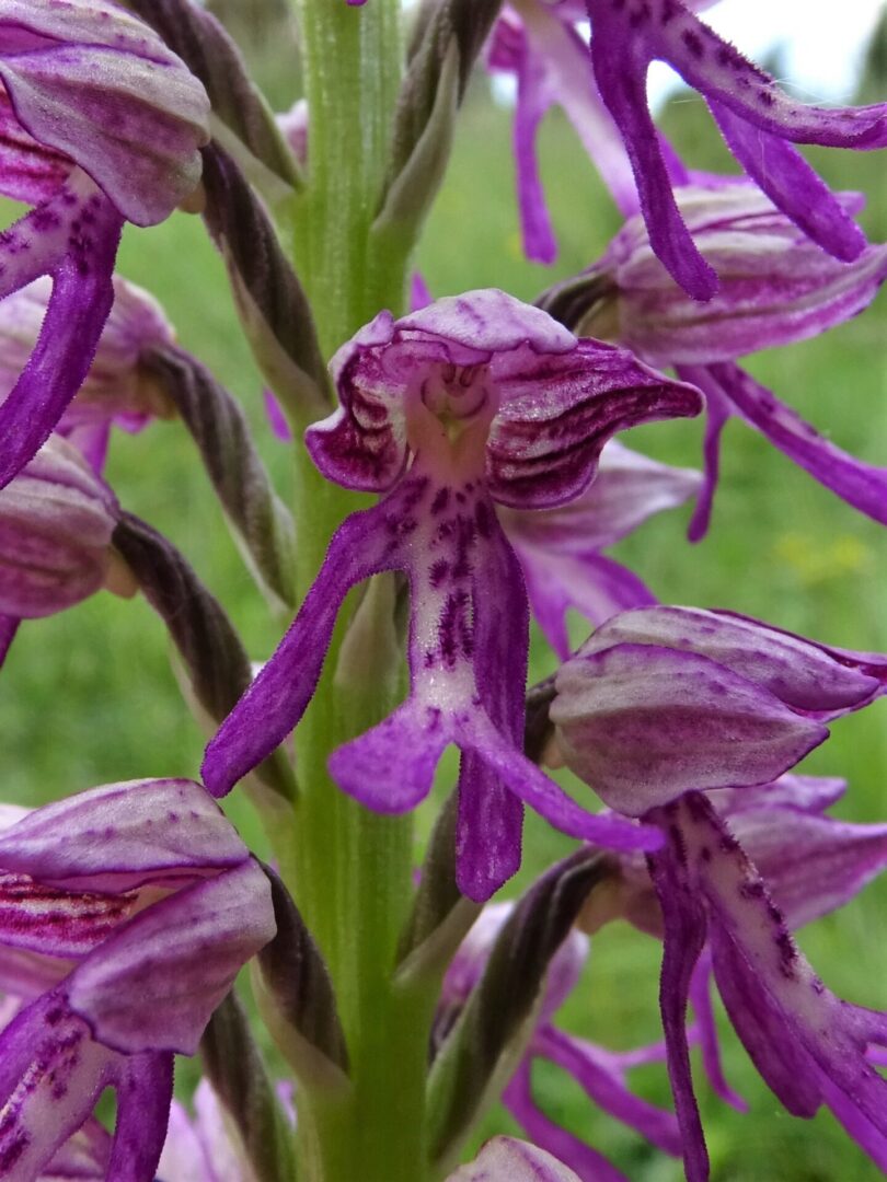 <i>Orchis x meilsheimeri</i>