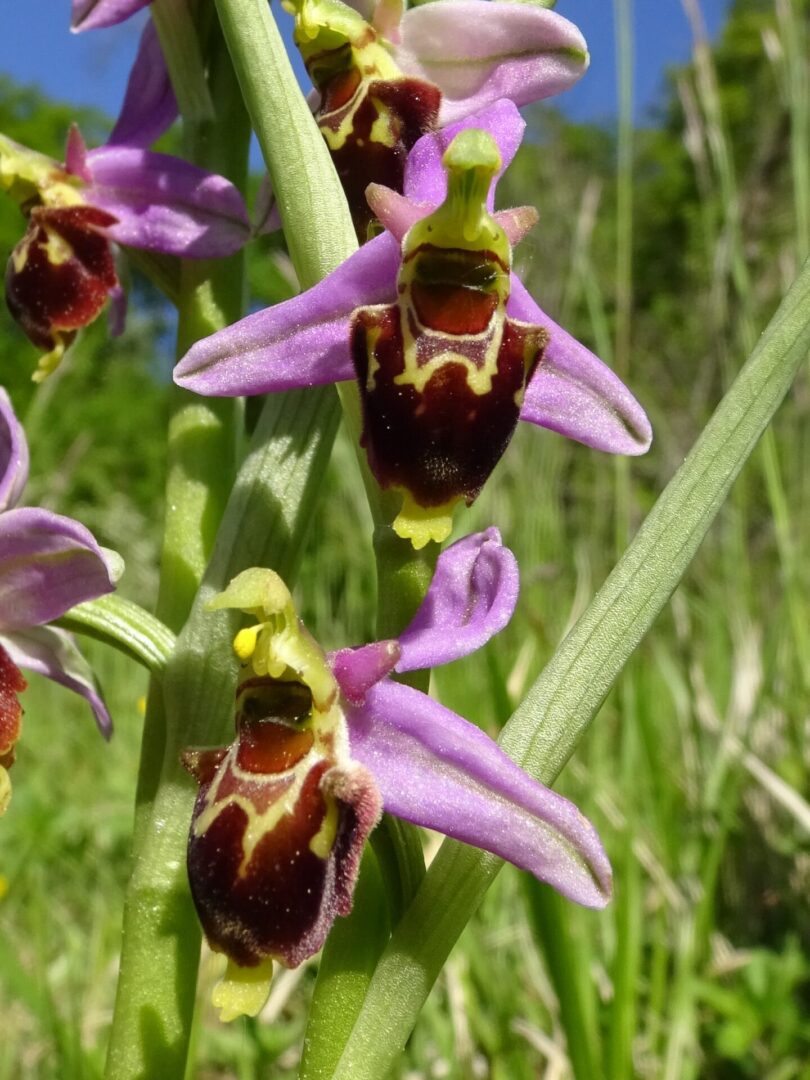 <i>Ophrys x albertiana</i>