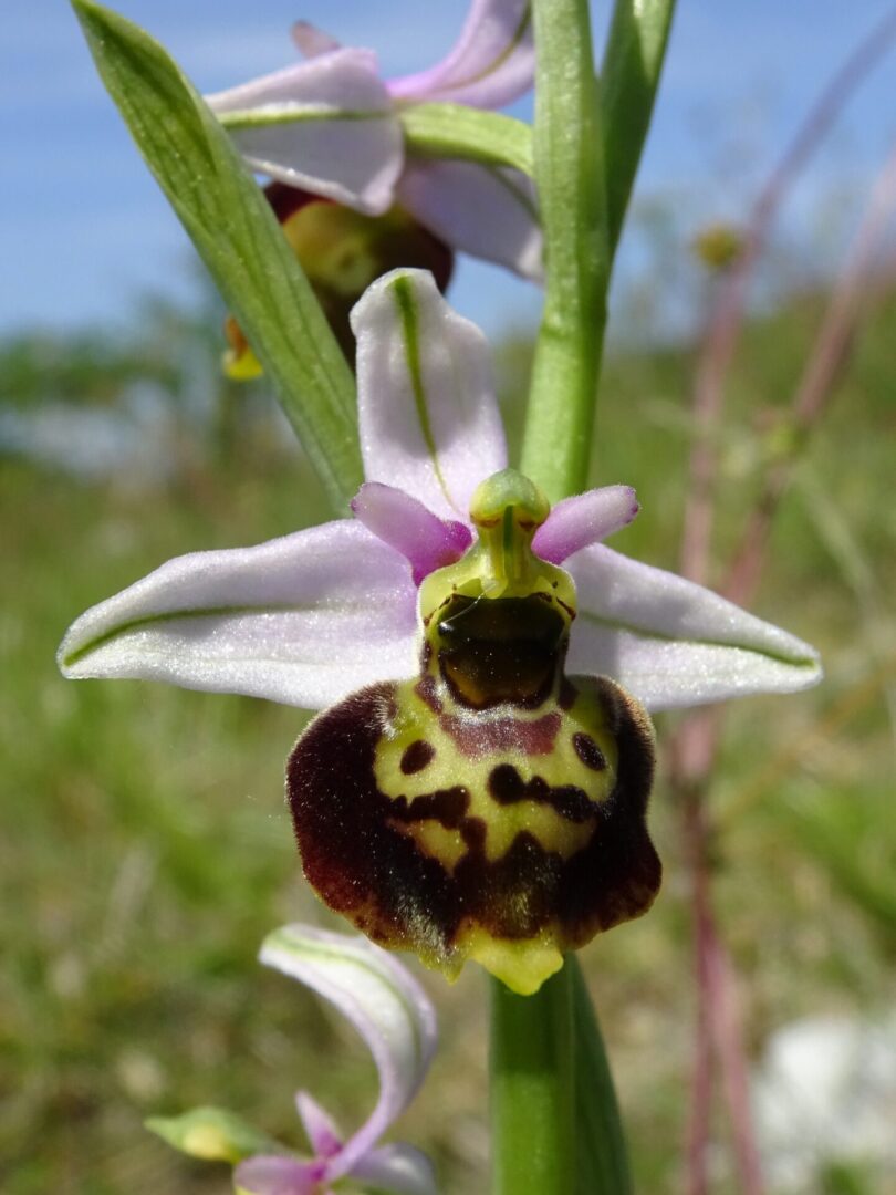 <i>Ophrys fuciflora</i>