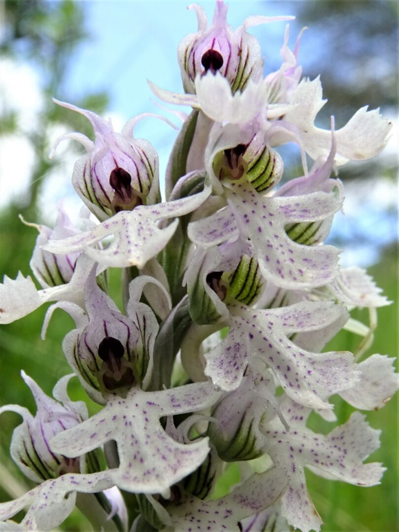 <i>Neotinea conica</i>