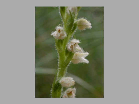 Lees meer over het artikel Plant in de kijker : <I> Goodyera repens</i>