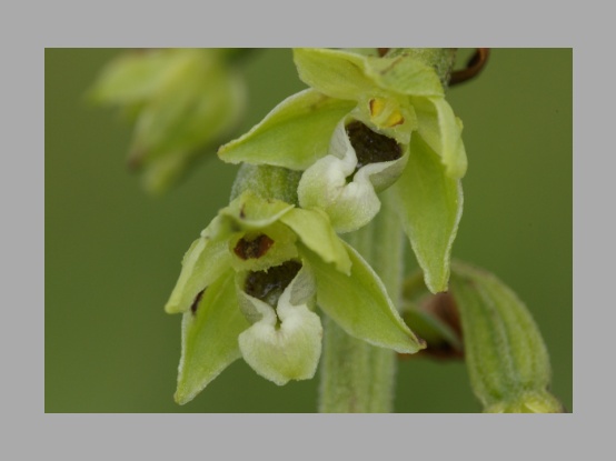 Lees meer over het artikel <i>Epipactis dunensis</i> en zijn ondersoorten door Walter Van den Bussche