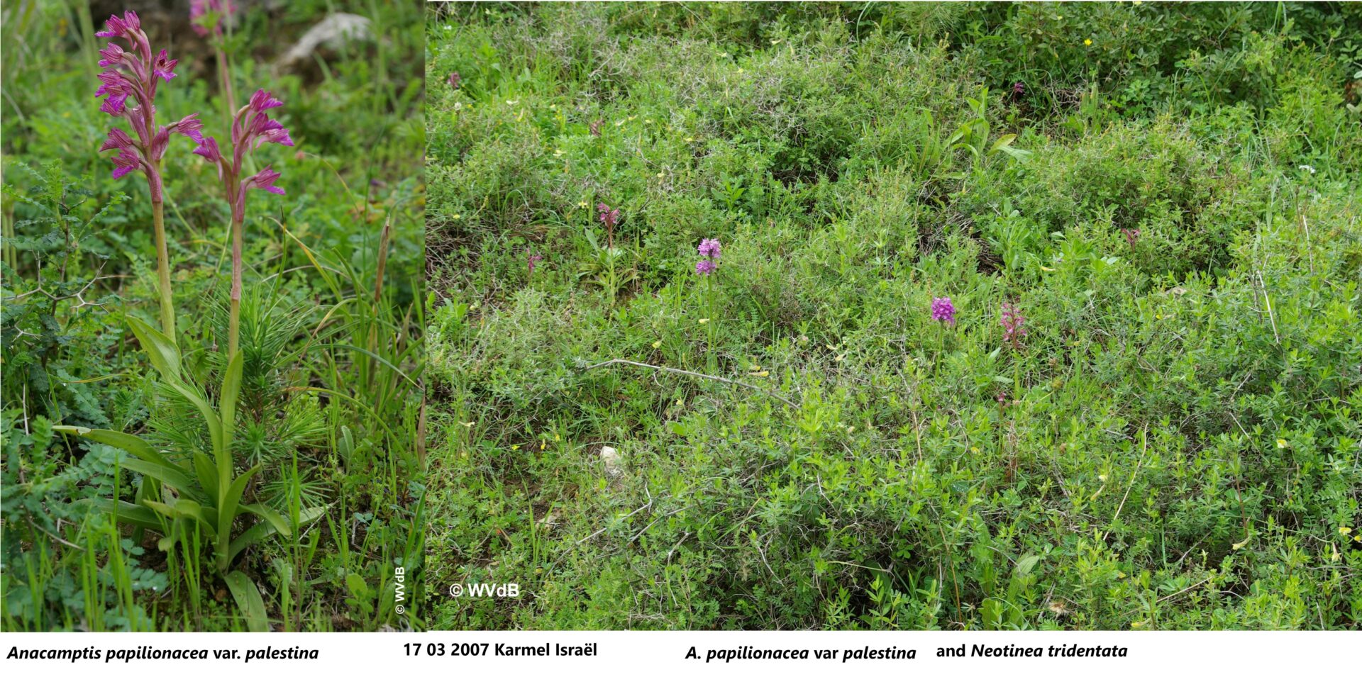 anacamptis papilionacea palestina 3