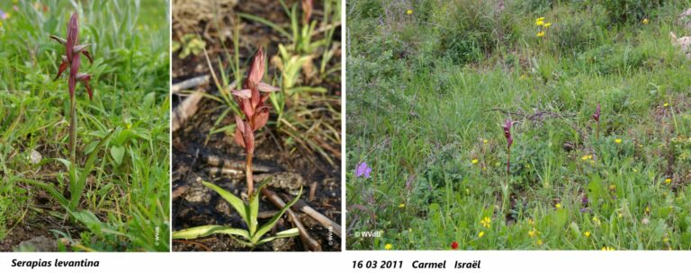 serapias levantina 1