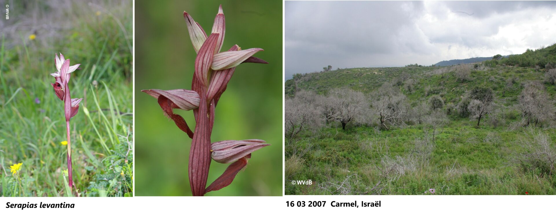 serapias levantina 2