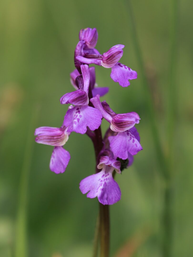 Anacamptis morio Daniel Ghyselinck