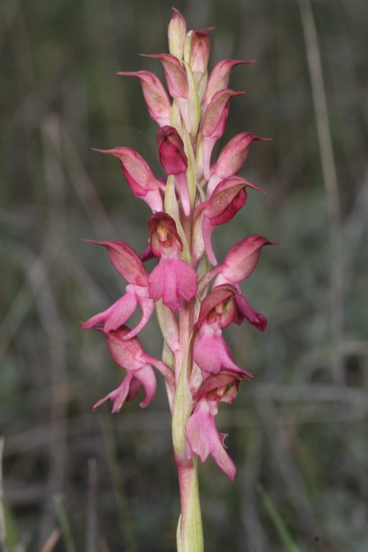 Anacamptis sancta Souni 12042016 BDB