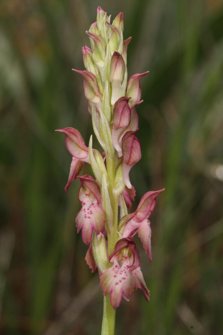 Anacamptis xkallithea Souni 12042016 BDB