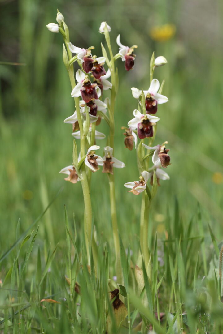 Ophrys levantina Akrotiri 02 12032017 BDB