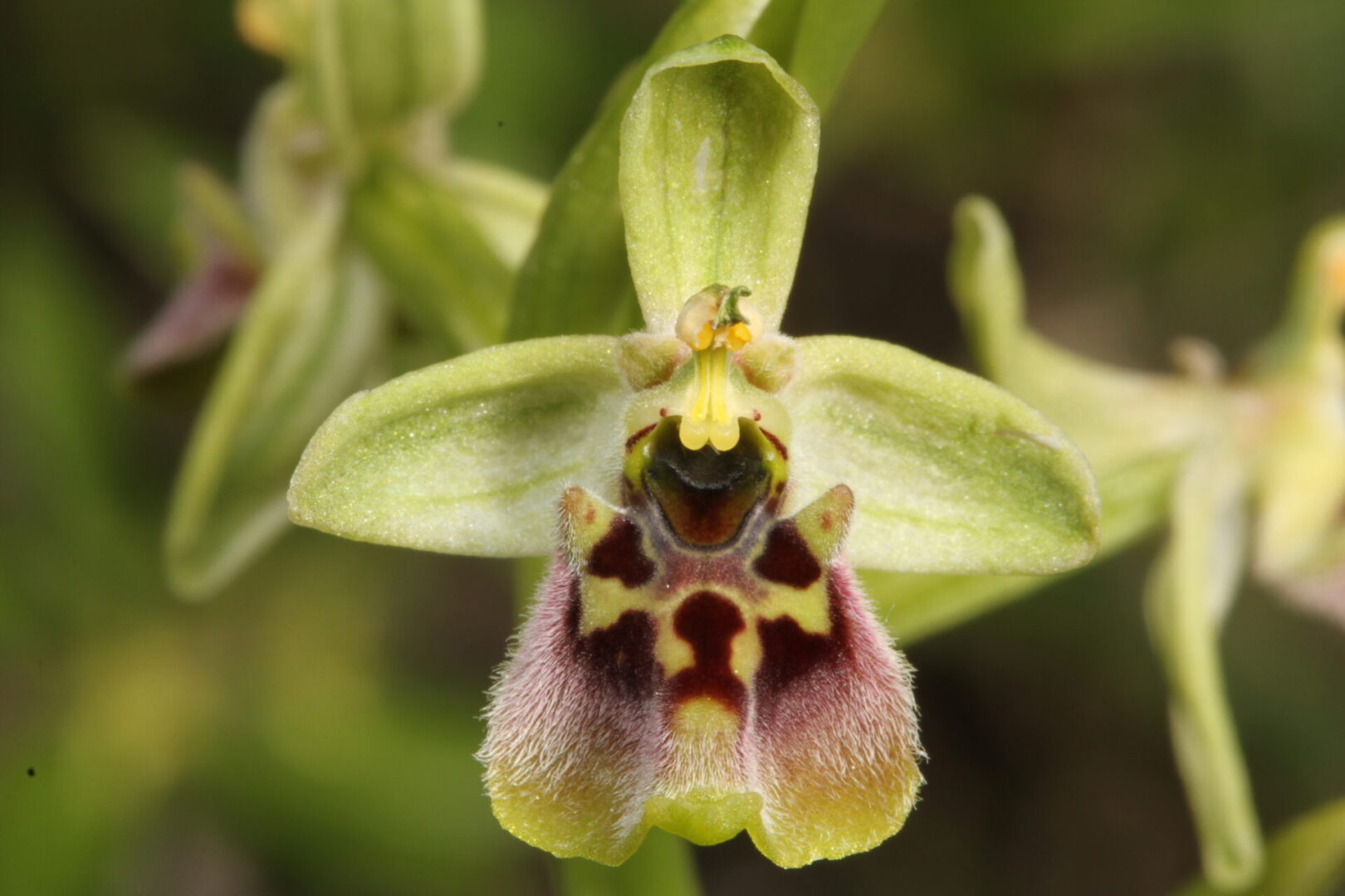 Ophrys aphrodite Apsiou 15042016 BDB
