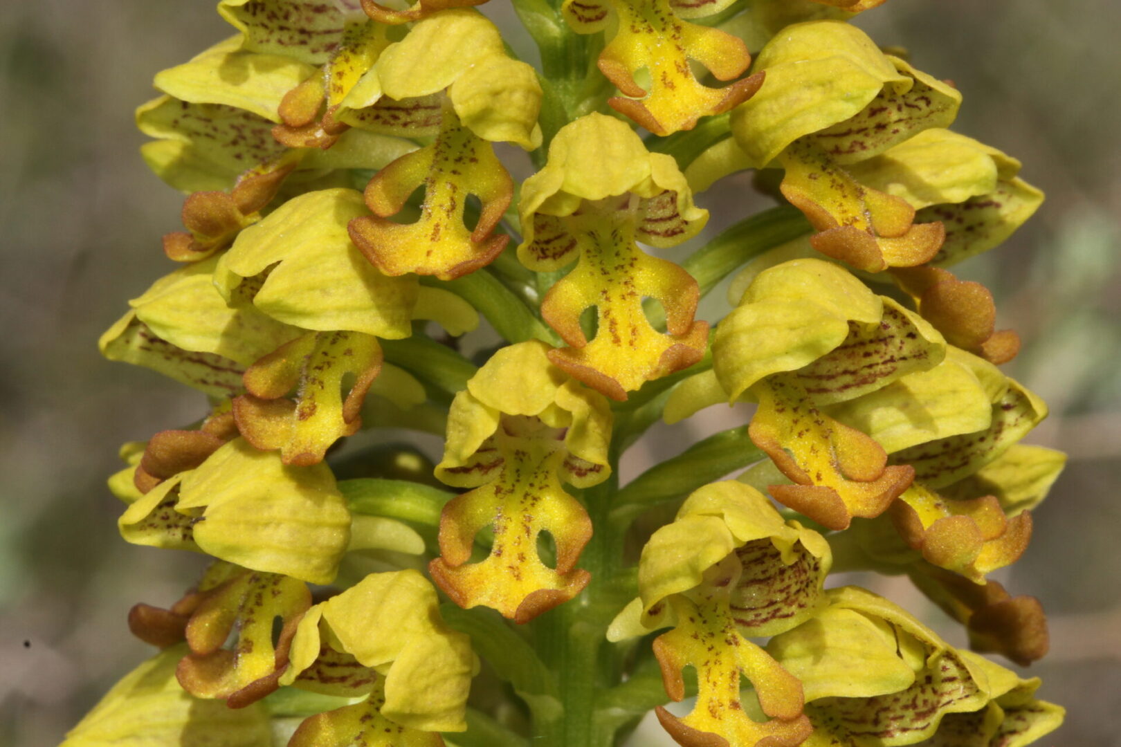 Orchis punctulata Pentakomo 01 20022016 BDB