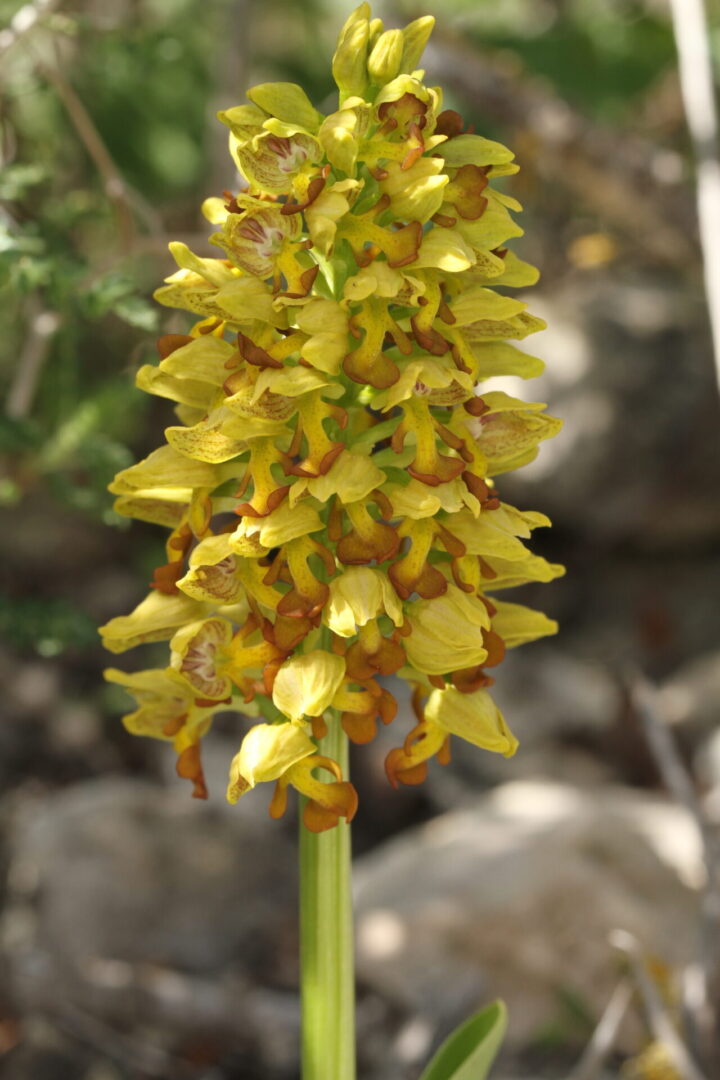 Orchis punctulata Pentakomo 02 20022016 BDB