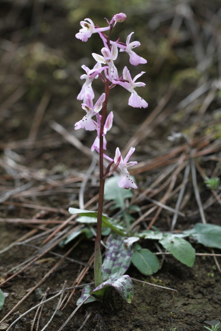 Orchis troodi Agia Paraskevi 03 13032017 BDB