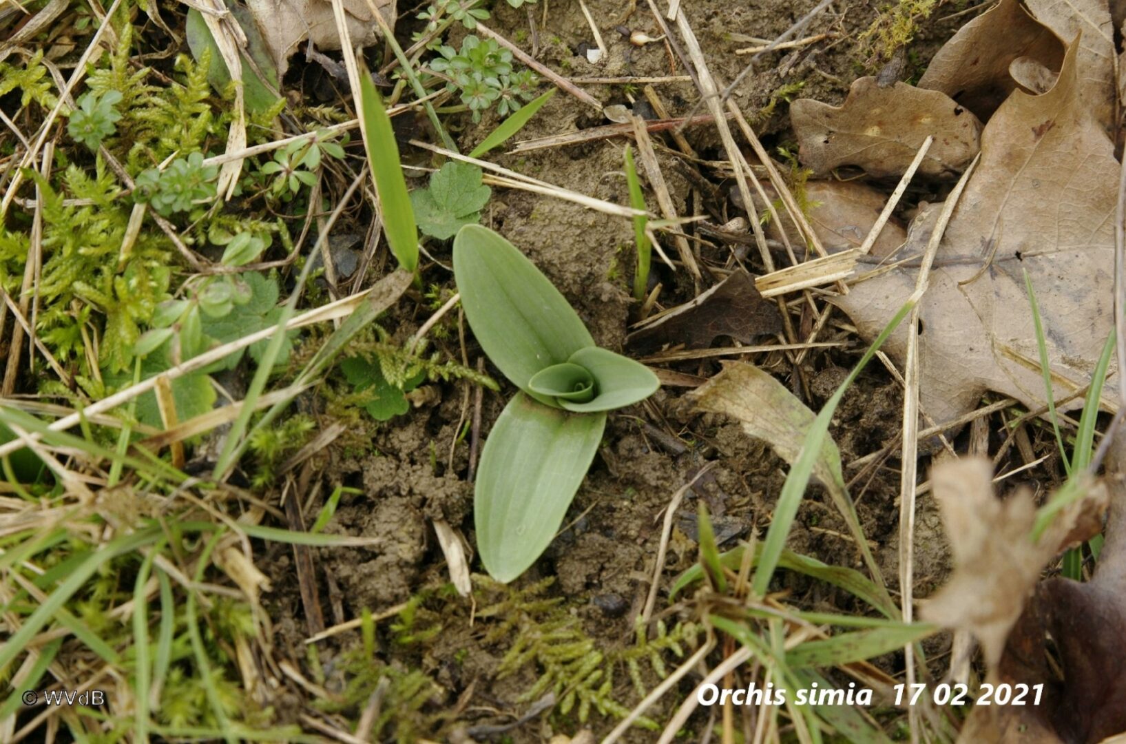 orchis simia 1a