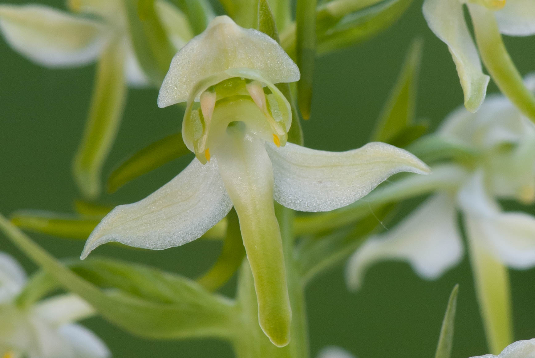 Platanthera chloranta 20120530 DSC 3027 Jacques Kleynen