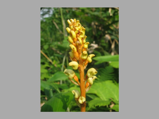 Lees meer over het artikel Bedrog in de grond : waarom en hoe orchideeën schimmels uitbuiten
