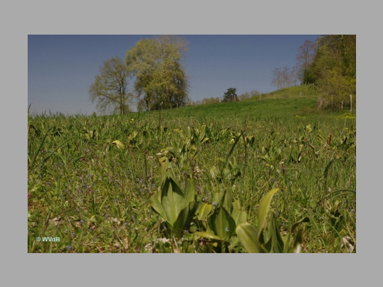 Lees meer over het artikel Verslag van een dagje struinen door Franse kalkgraslanden 25 april 2021 door Walter Van den Bussche