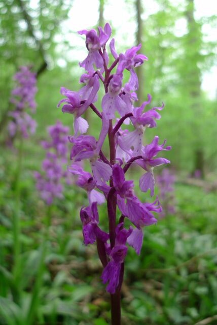19052021 JWiarda Orchis mascula 3