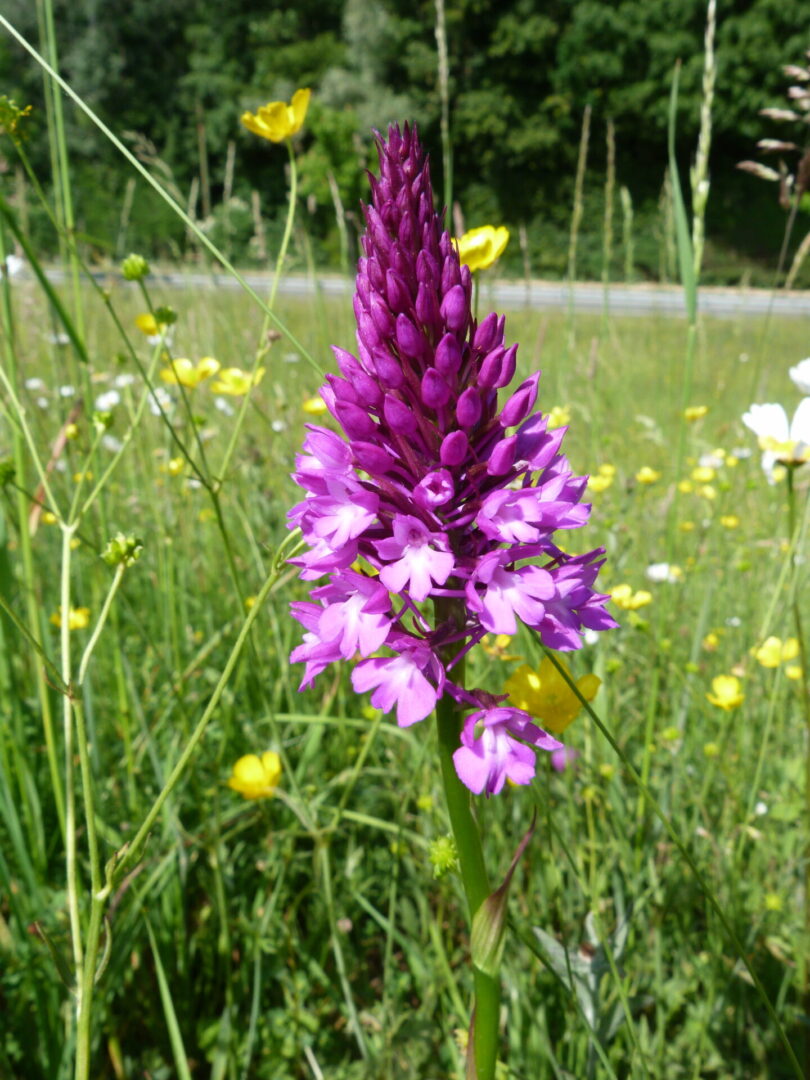 <i>Anacamptis pyramidalis </i>