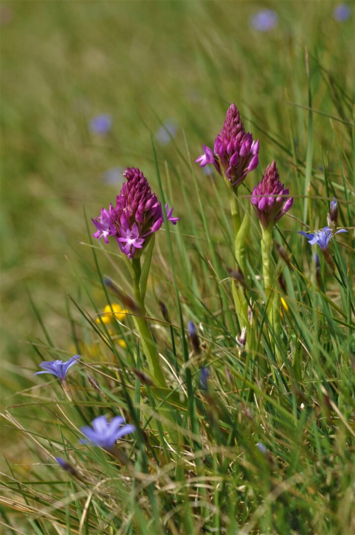 <i>Anacamptis pyramidalis </i>