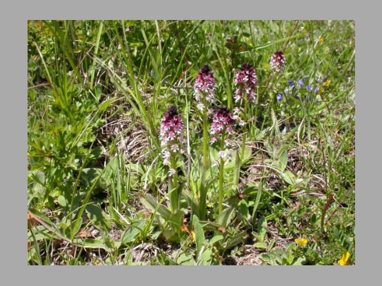 Lees meer over het artikel Plant in de kijker : <i>Neotinea ustulata</i>