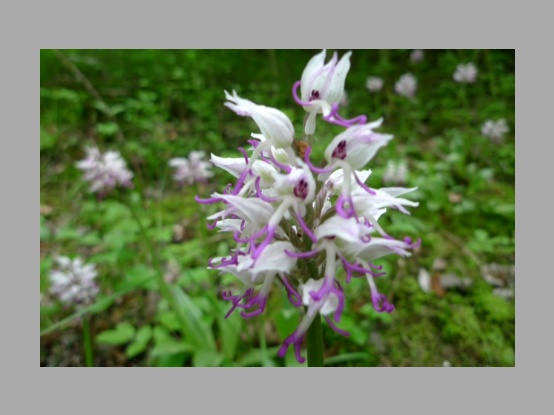 Lees meer over het artikel Foto-album van Just Wiarda – W.E.O. lid