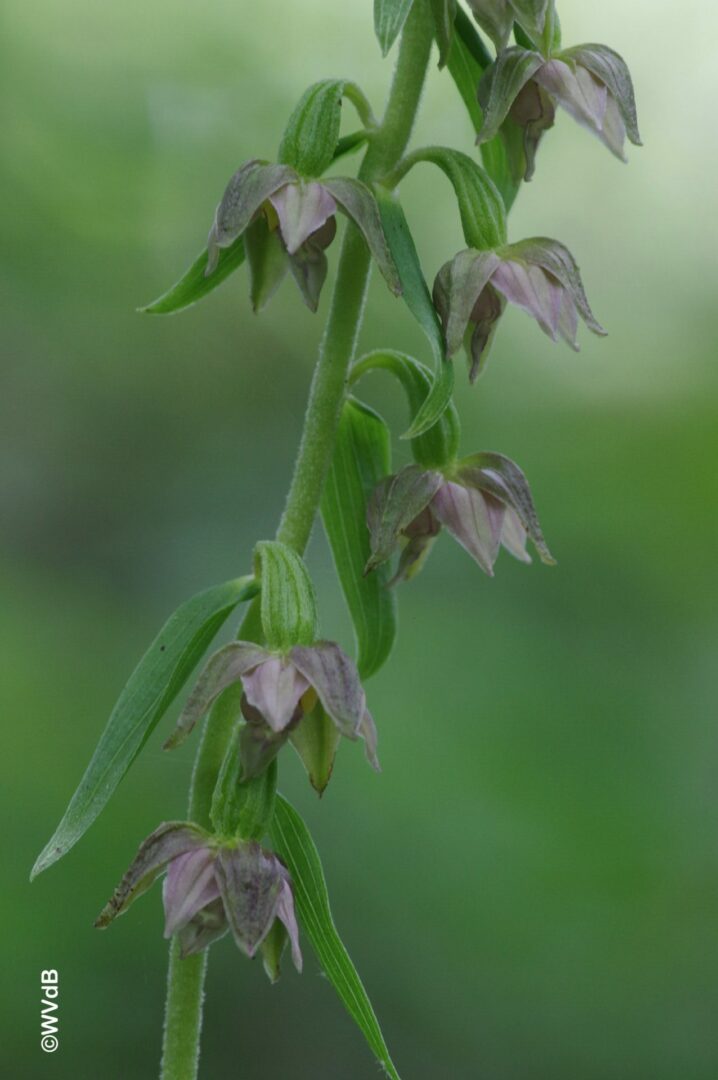 <i>Epipactis leptochila</i>