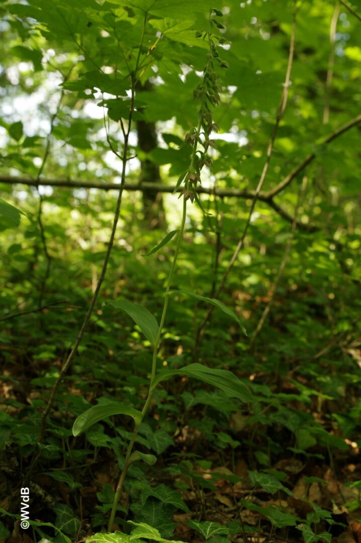 <i>Epipactis leptochila</i>