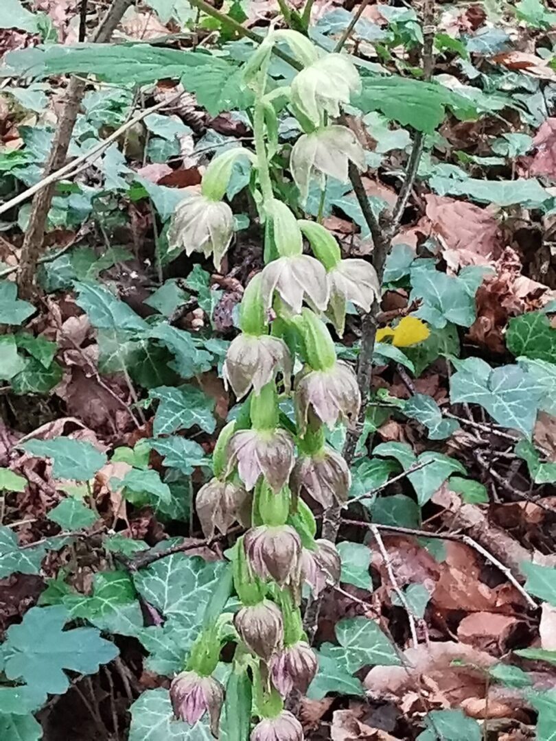 <i>Epipactis leptochila</i>