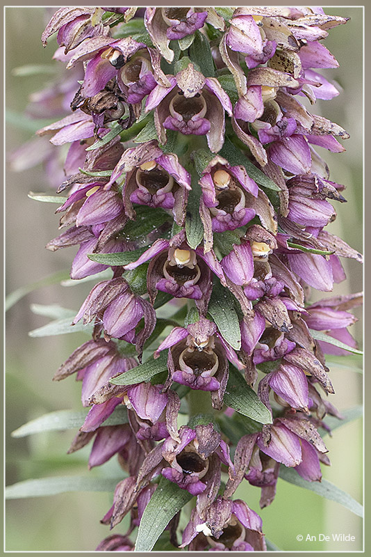 <i>Epipactis neerlandica</i>