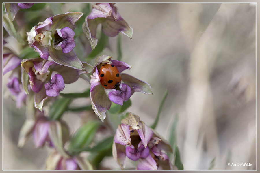 <i>Epipactis neerlandica</i>