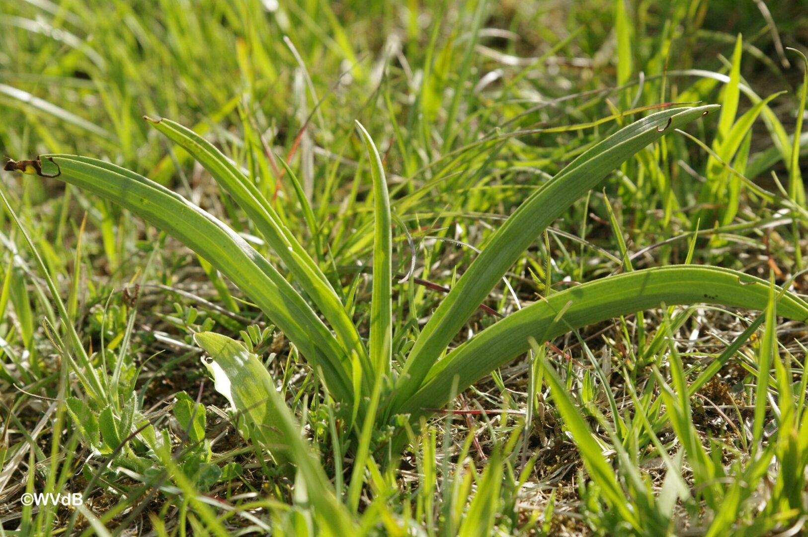 <i>Gymnadenia conopsea</i>