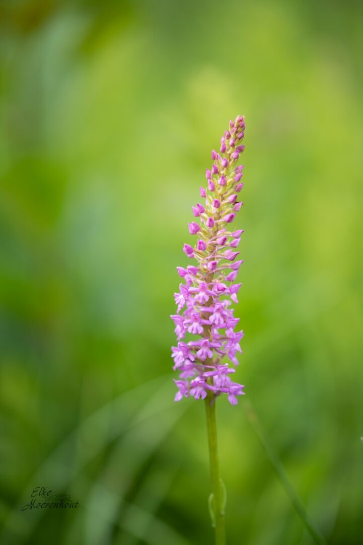 <i>Gymnadenia conopsea</i>