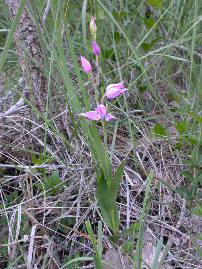 <i>Cephalanthera rubra</i>