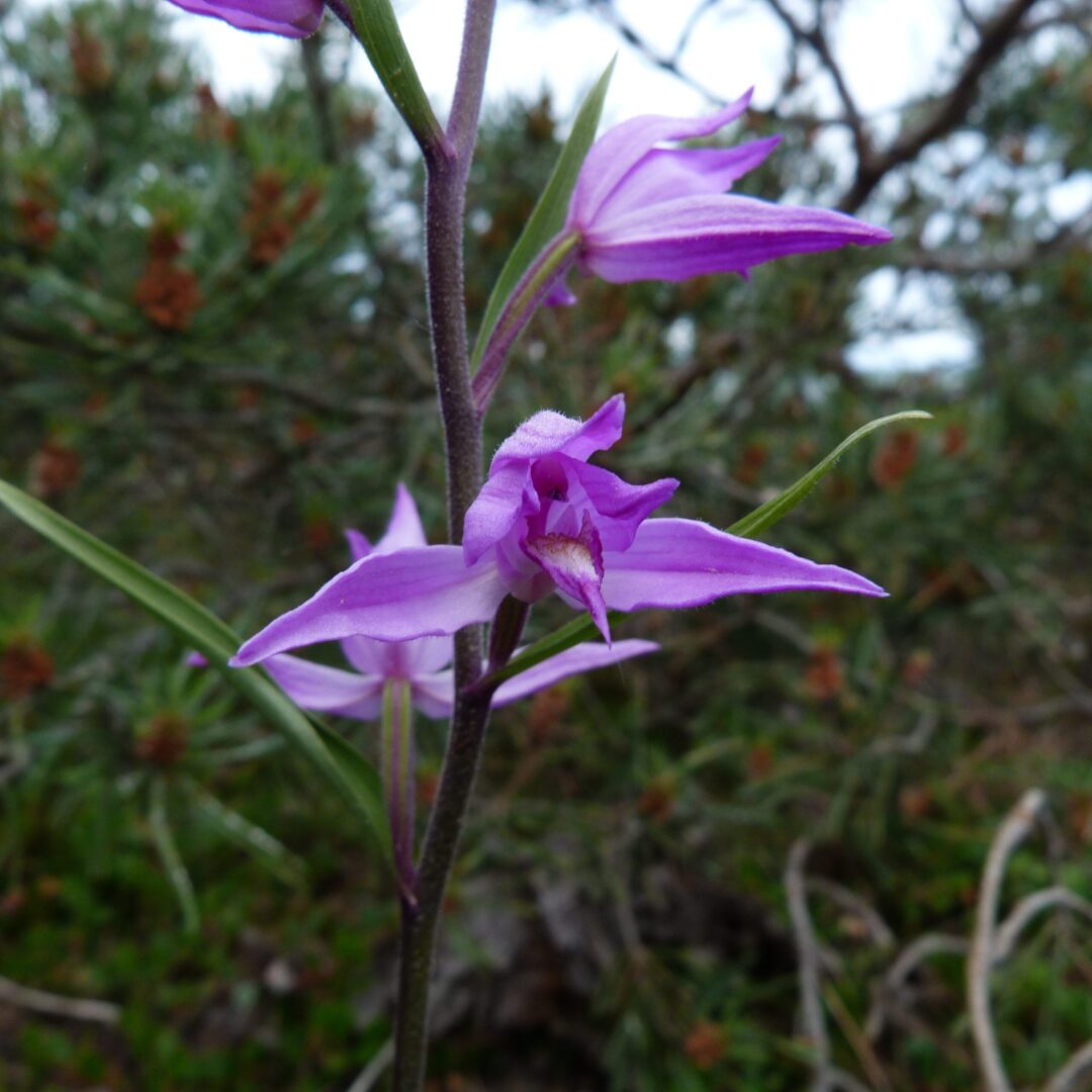 <i>Cephalanthera rubra</i>
