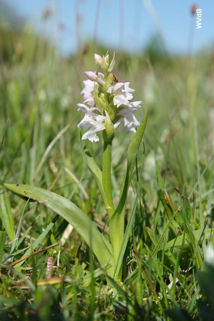 Dactylorhiza majalis