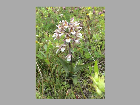 Lees meer over het artikel Plant in de kijker : <i>Epipactis palustris</i>