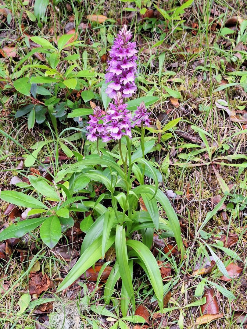 <I>Dactylorhiza foliosa</i>