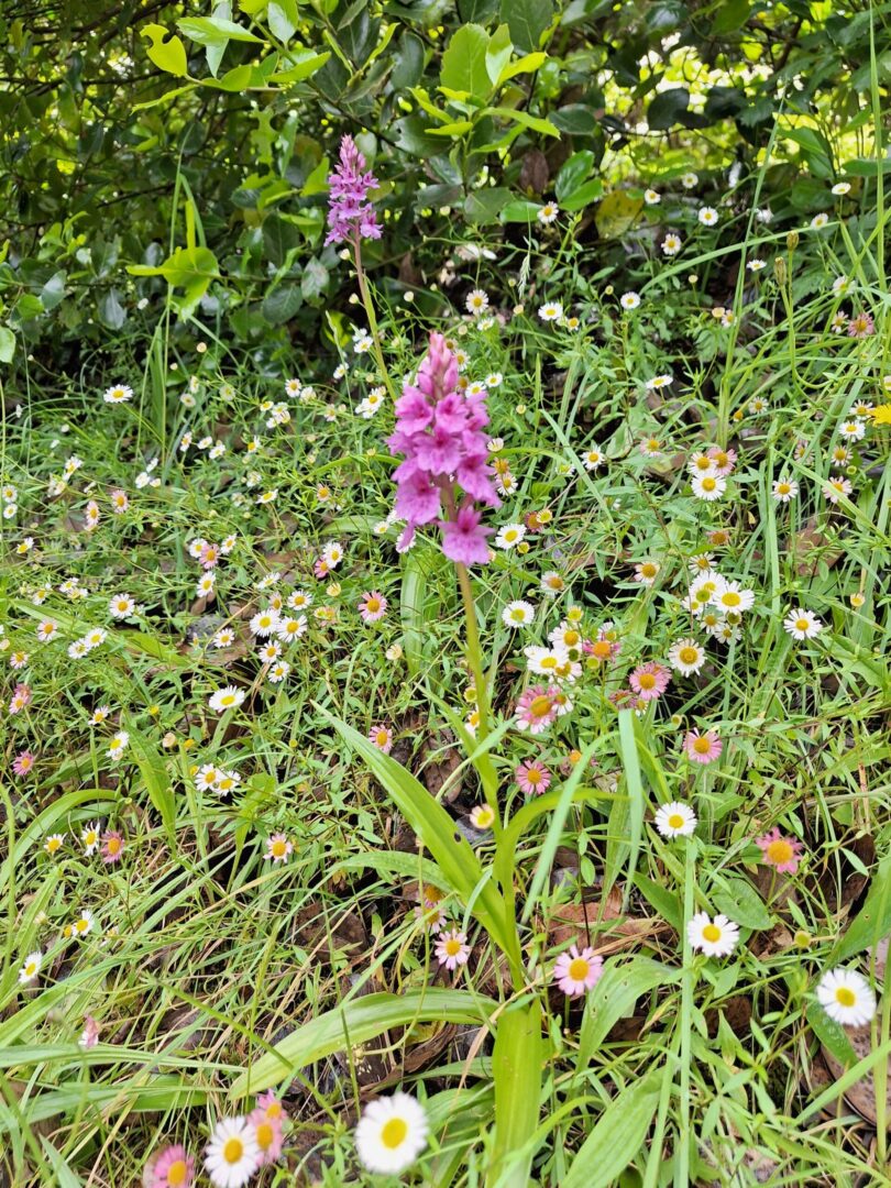 <I>Dactylorhiza foliosa</i>
