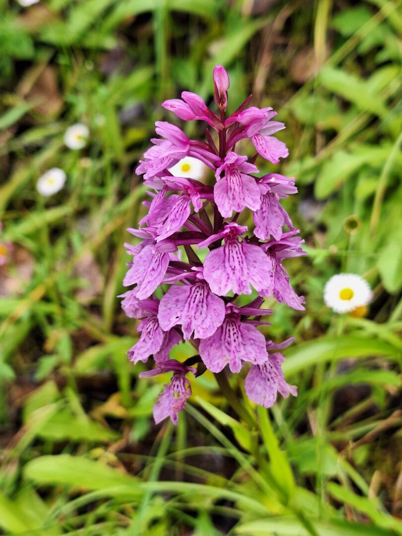 <I>Dactylorhiza foliosa</i>