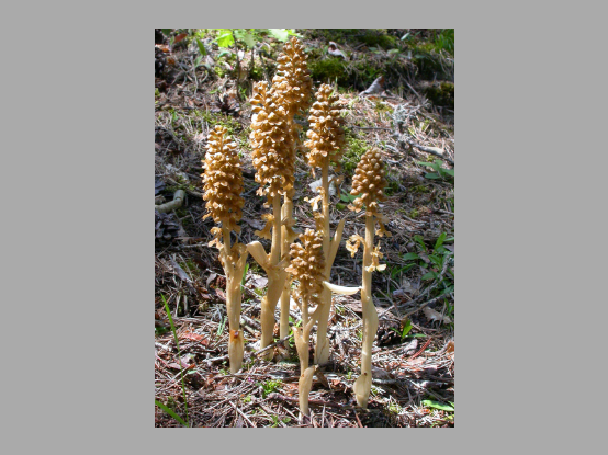 Lees meer over het artikel Plant in de kijker : <i>Neottia nidus-avis</i>