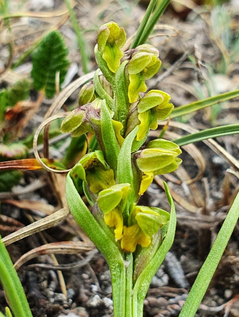 <i>Chamorchis alpina</i>