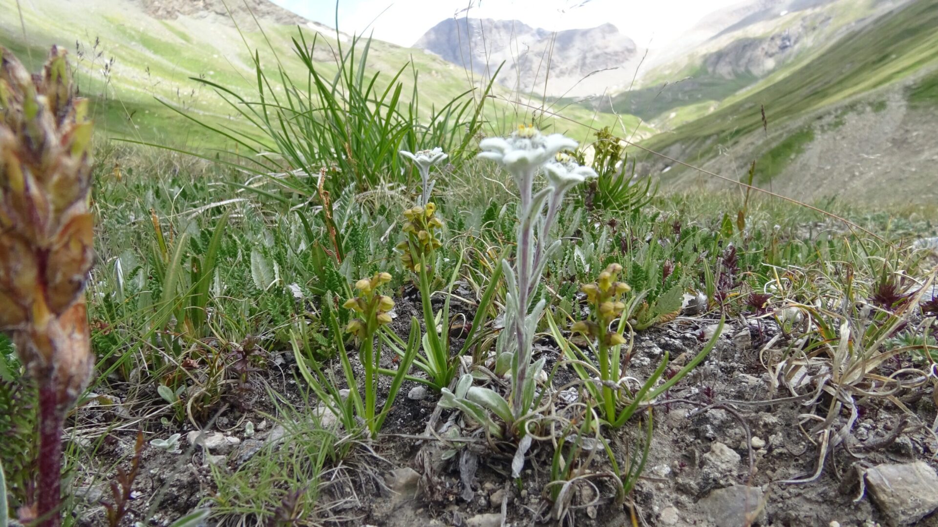 <i>Chamorchis alpina</i>