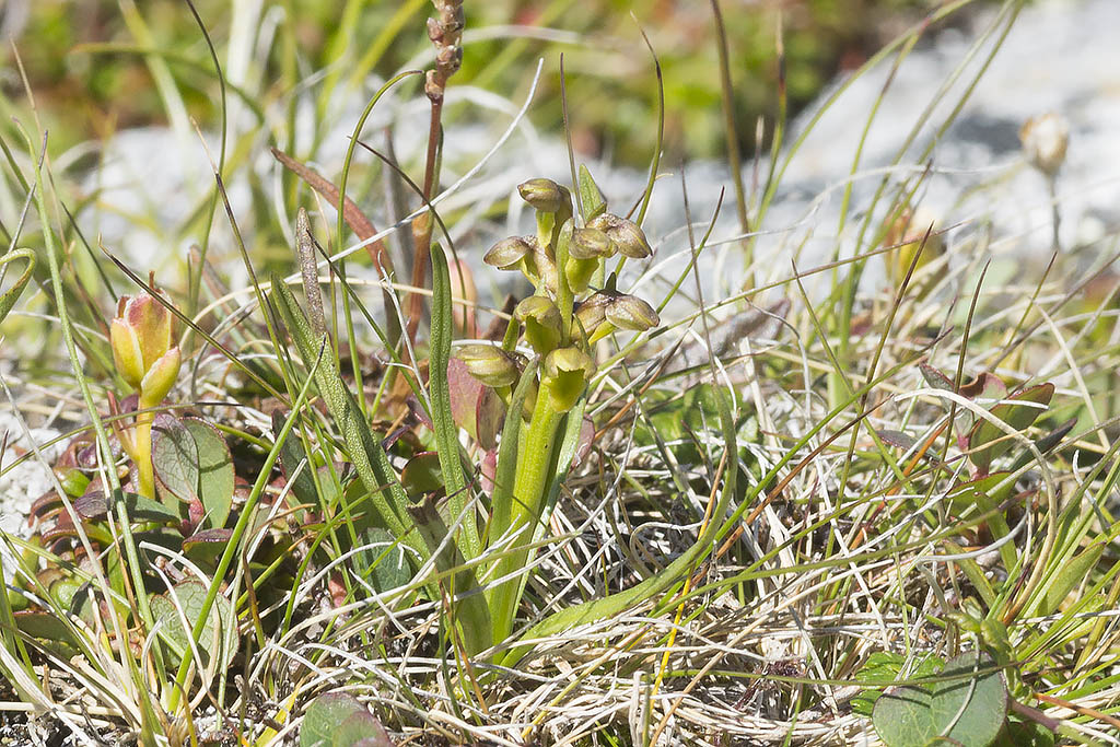 <i>Chamorchis alpina</i>