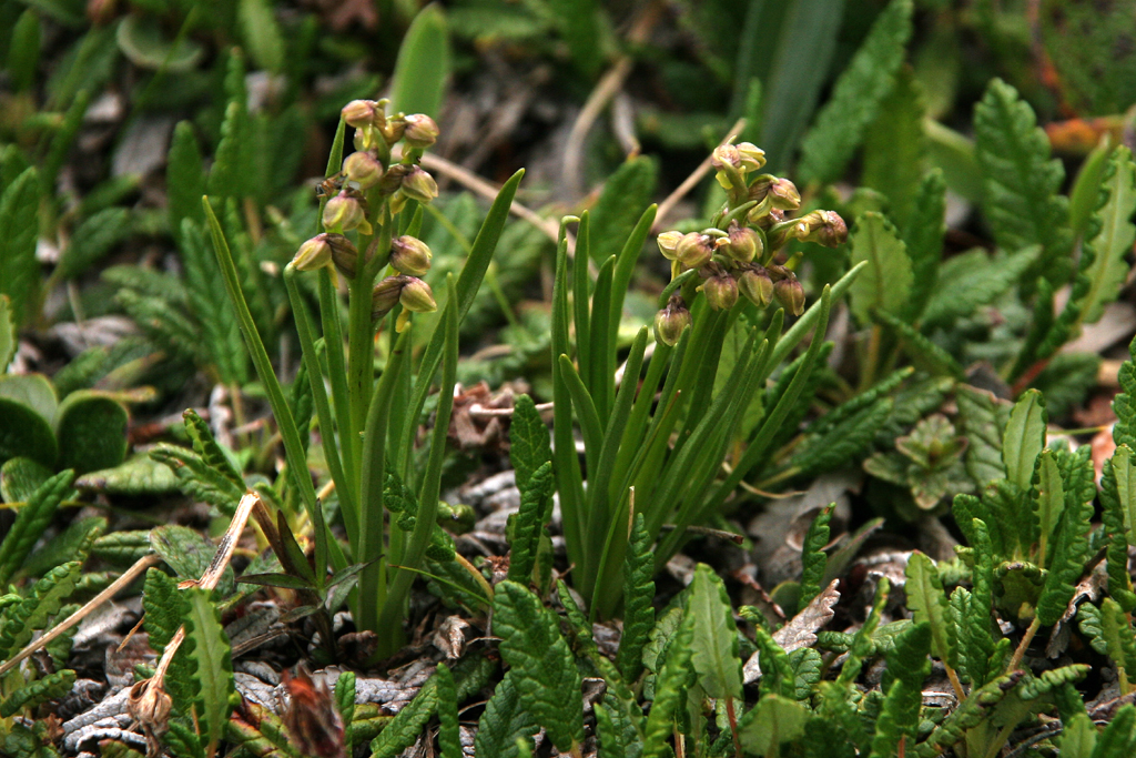 <i>Chamorchis alpina</i>