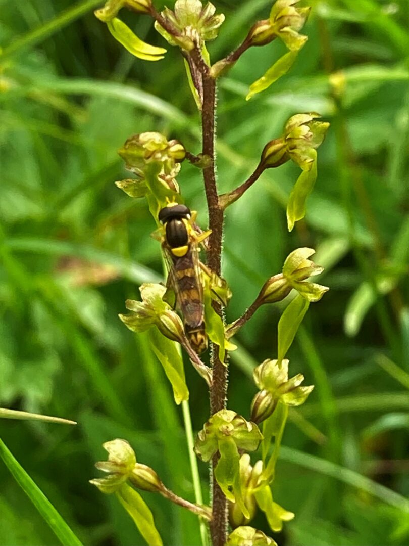 <i>Neottia ovata</i>